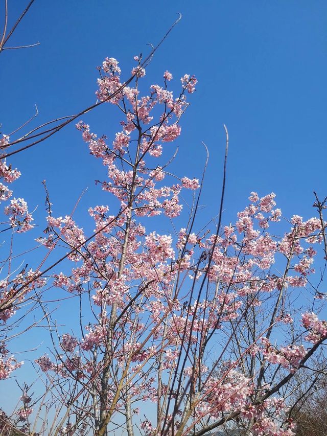 霞浦櫻花谷 | 春日浪漫花海之旅