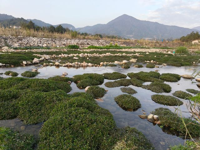 雲浮江門賞花2天遊