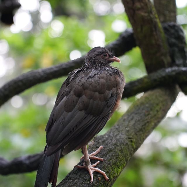 Singapore Zoo