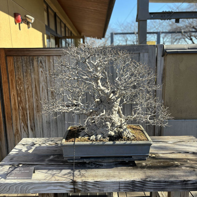 Life Lessons from a Bonsai Tree