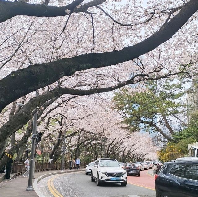 Best Cherry Blossam spots in South Korea 🌸🇰🇷