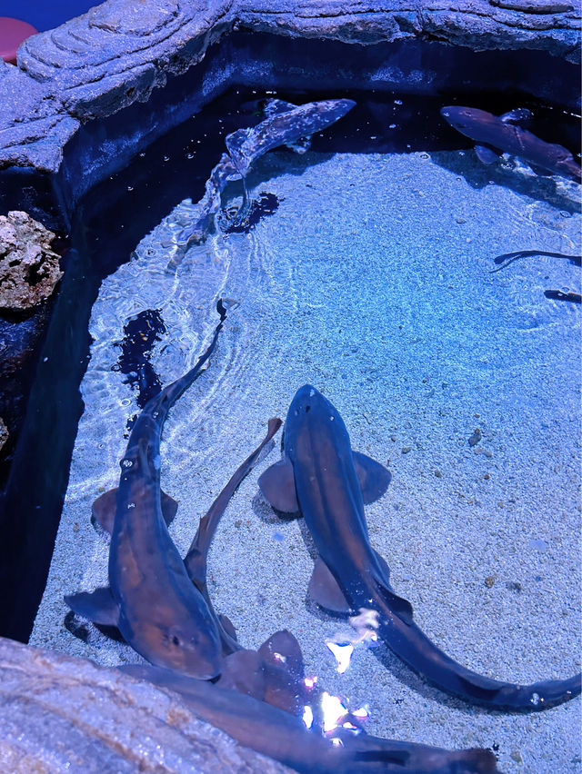 Our Family Adventure at the Melaka Oceanarium