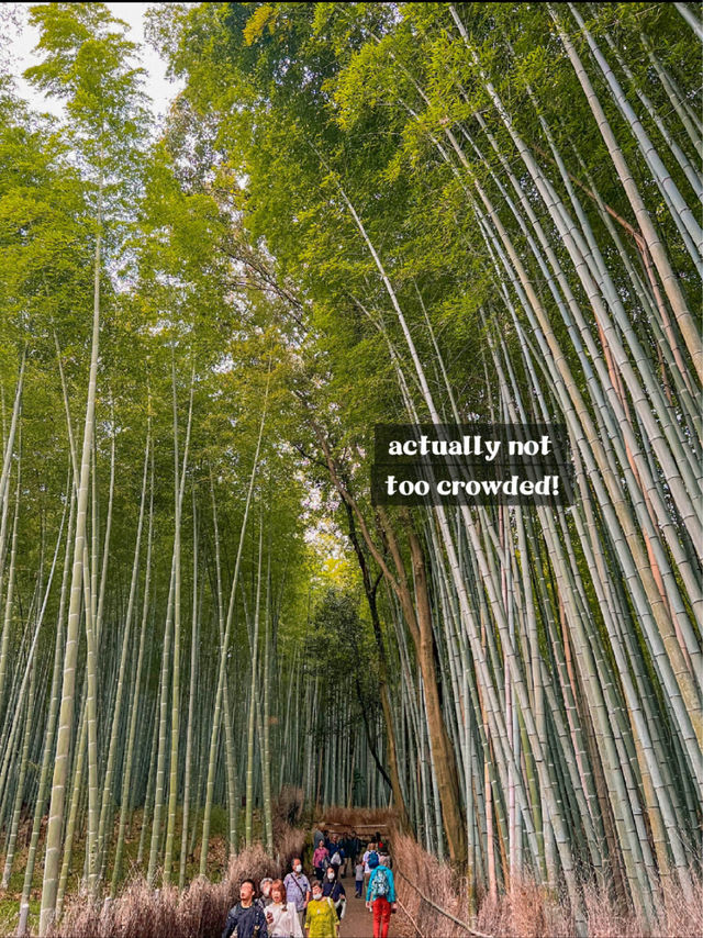 Arashiyama Bamboo Forest in Kyoto, Japan🎋🇯🇵