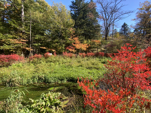 輕井澤雲場池🍁