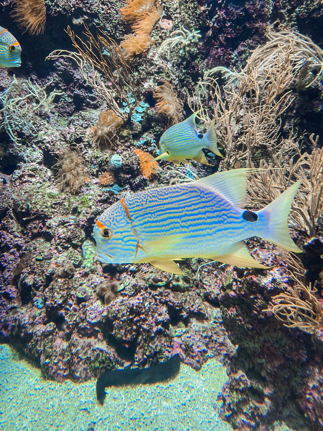 A Mesmerizing Dive into the Deep Blue (S.E.A. Aquarium)