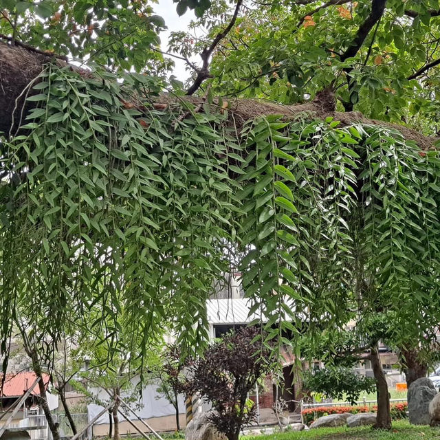 內門紫竹寺