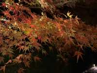 How to make this autumn extraordinarily beautiful! It’s the spectacular night autumn leaves 