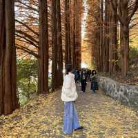 웅장한 메타세콰이어와 함께한 단풍놀이 외대 용인캠퍼스🍁