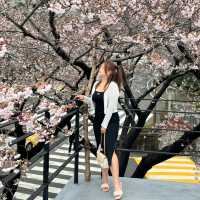 Cherry Blossoms & Coffee: A Busan Cafe You Can’t Miss