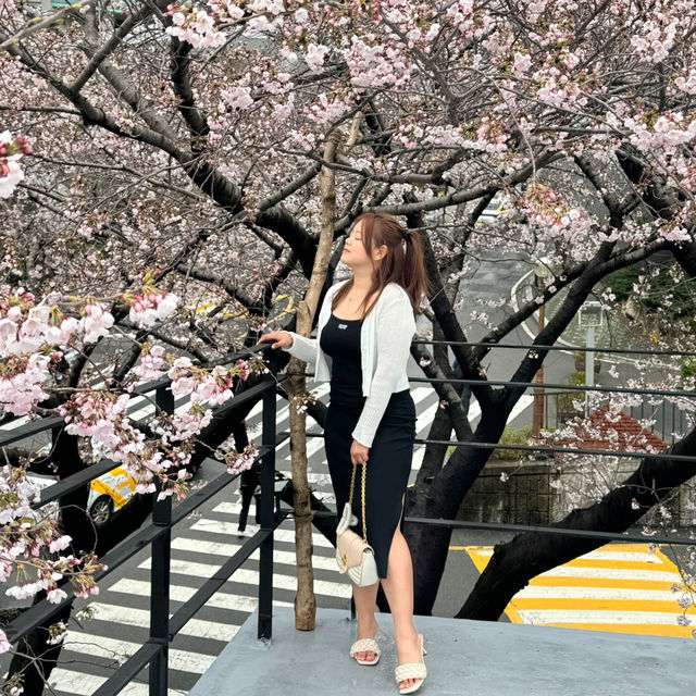 Cherry Blossoms & Coffee: A Busan Cafe You Can’t Miss