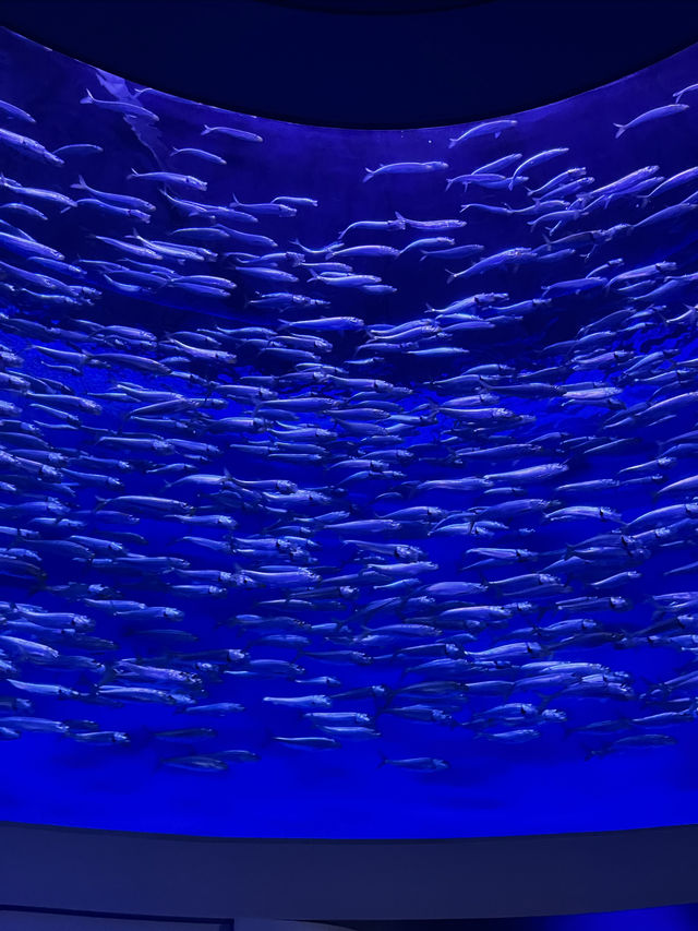 怎麼會有那麼夢幻的水族館！