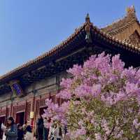 Lama Temple in Beijing with pink blossoms 🌺