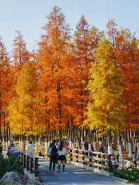 真紅了！合肥四季花海紅杉林這時美成油畫！。