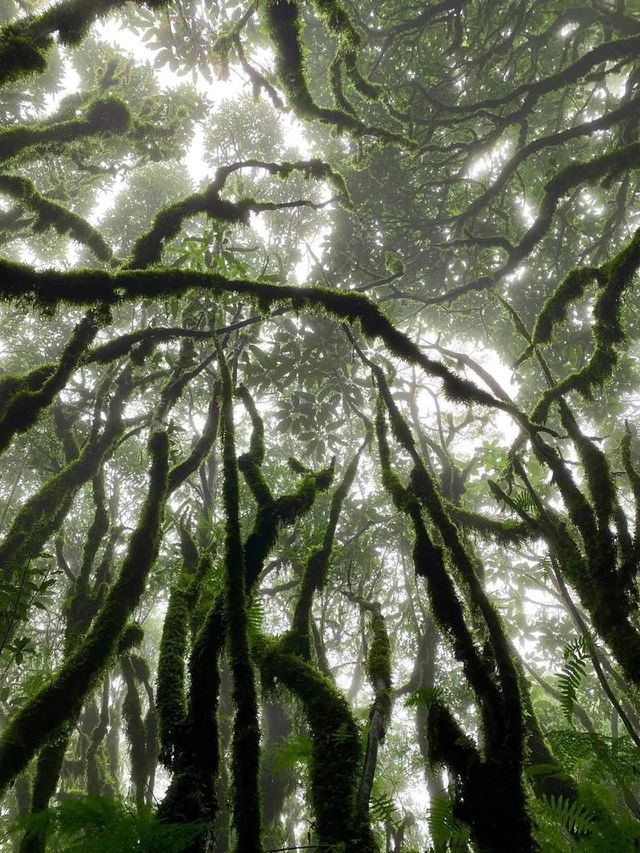 哀牢山，位於中國雲南省中部，是一處自然與文化交融的寶地。