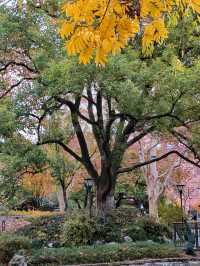 秋日限定美景：閘北公園楓葉紅了！