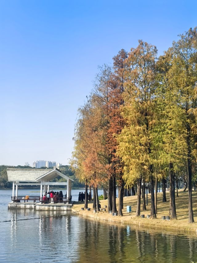 佛山禪城丨亞藝公園的落羽杉