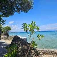 Paradise: Sea Turtle Hotel Moalboal