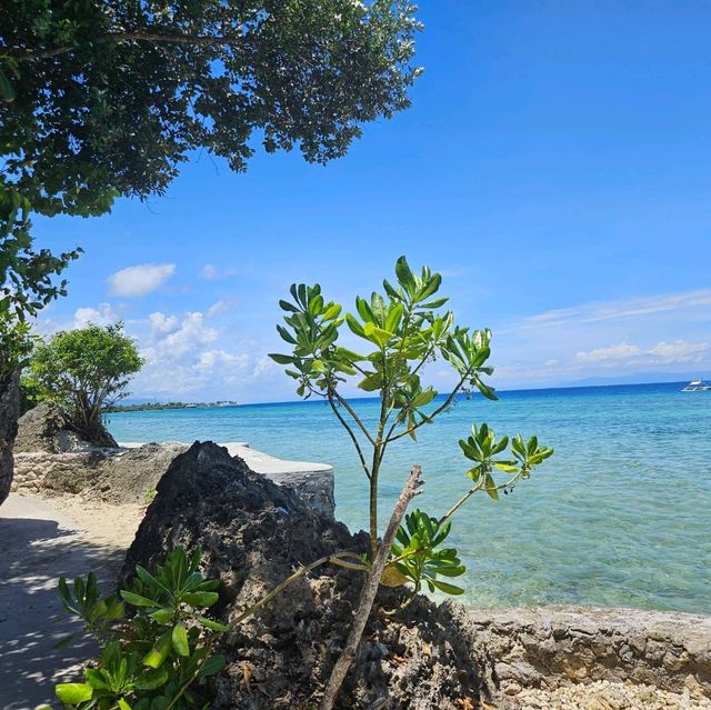 Paradise: Sea Turtle Hotel Moalboal