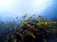 Liveaboard North Andaman 4 วัน 15 dive