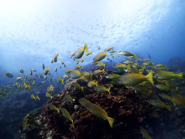 Liveaboard North Andaman 4 วัน 15 dive