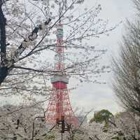 Chasing Japan Cherry Blossom Version 2024