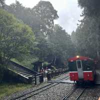 Day Trip to Alishan National Forest Recreation Area