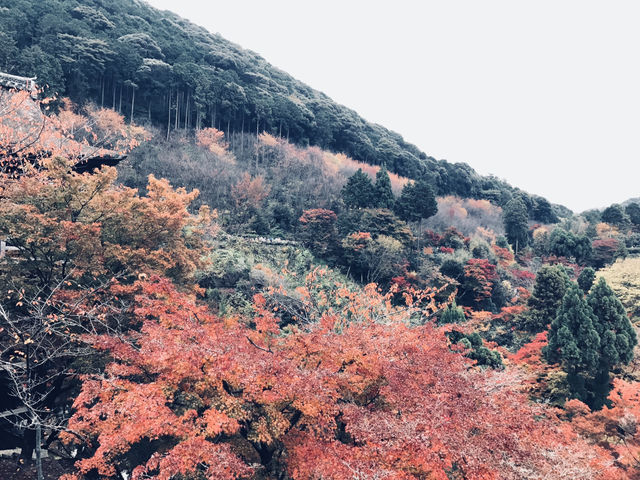 日本🇯🇵京都 - 清水寺最美的世界遺產