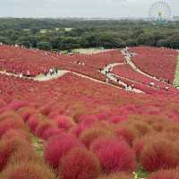 Let Nature’s Colour Paint Your Soul! -Hitachi Seaside Park