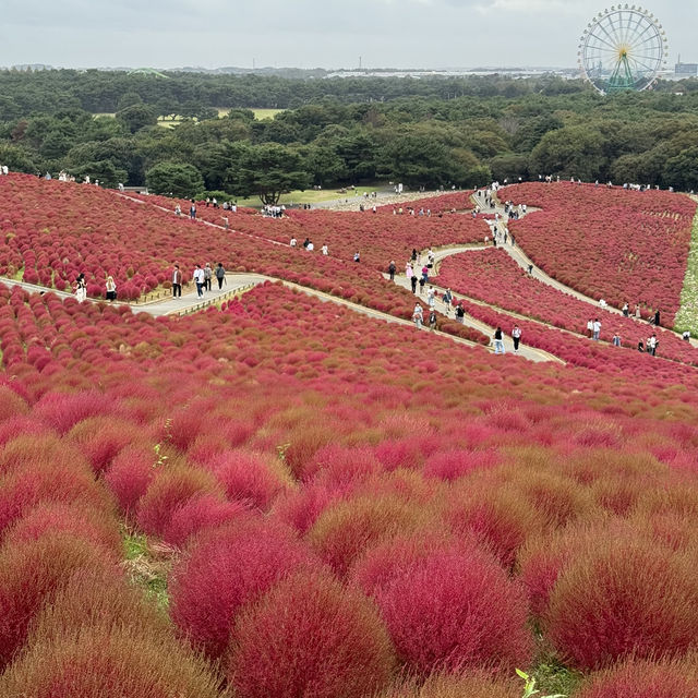 Let Nature’s Colour Paint Your Soul! -Hitachi Seaside Park