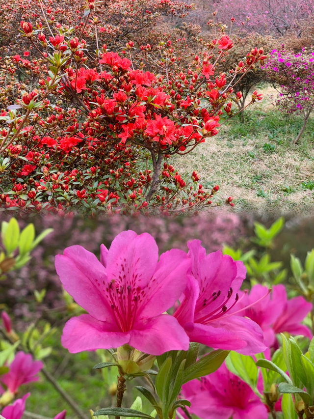 Chilbong: Blooming Wonders and Panoramic Views of Jeonju