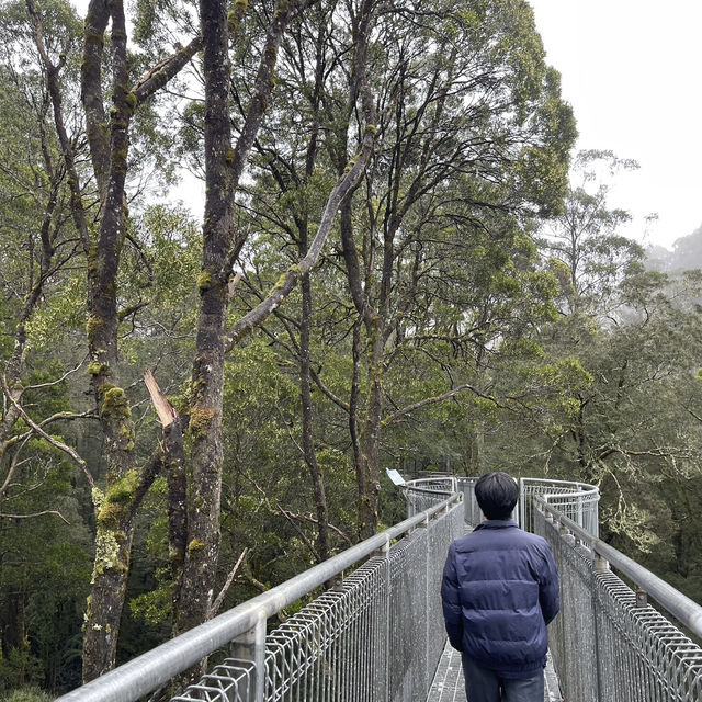 Great Otway national park 🎄