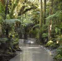 Buggy Riding Adventure at Franz Josef 