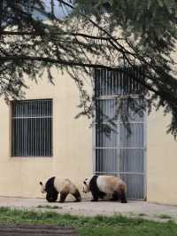 陝西丨西安秦嶺野生動物園看攻略