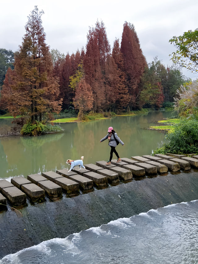 成都水杉紅了，很多人不知道這個寶藏公園