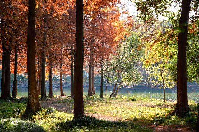 西溪濕地公園