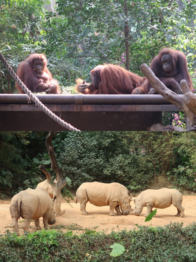 廣州長隆野生動物世界 攻略 