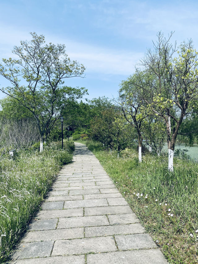 浙江·杭州灣海上花田景區