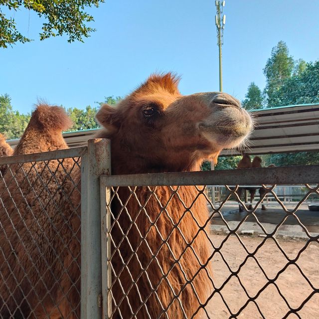 廣東東莞香市動物園|動物大世界