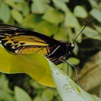 KL Butterfly Park, Kuala Lumpur