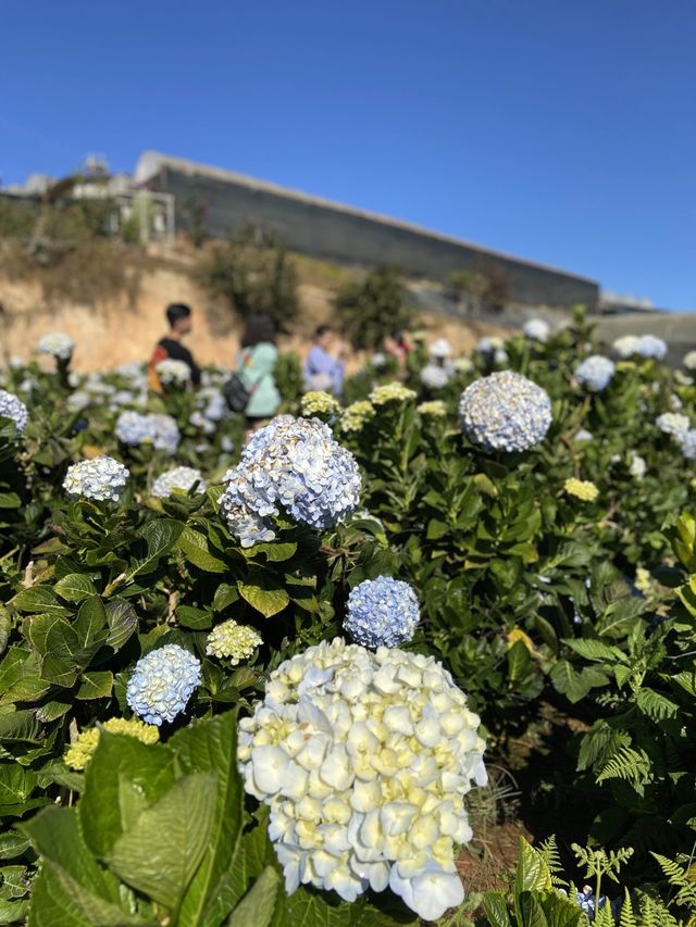 Hydrangea Flower beautiful like YOU 🩵