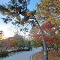 南韓🇰🇷慶州石窟庵賞楓🍁花兒美的如癡如醉💕