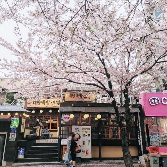 Best Cherry Blossam spots in South Korea 🌸🇰🇷