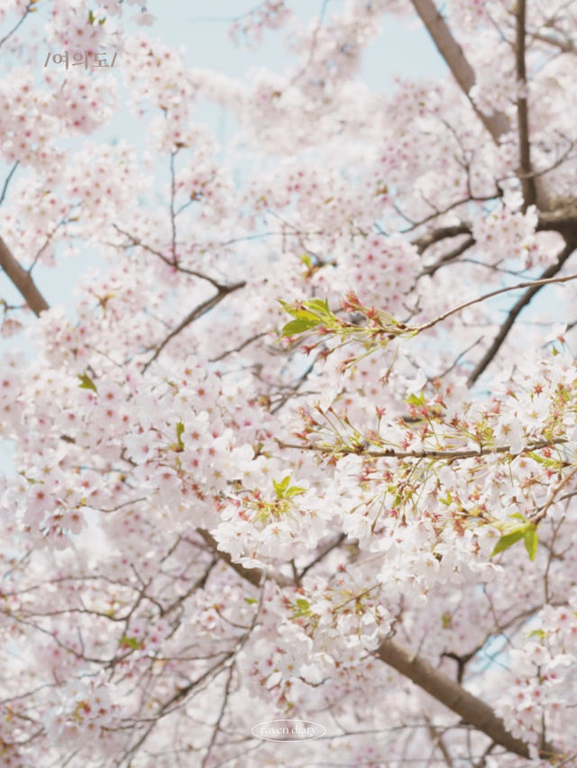 「首爾林公園」4月櫻花盛開，浪漫春天好去處！