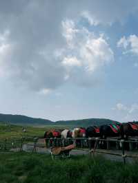 Riding horse and visit active volcano in Kumamoto!