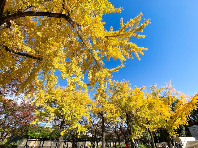 A Stroll Through History at Osaka Castle Park