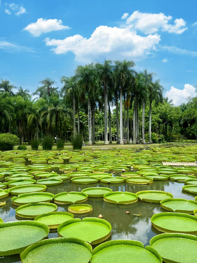 Xishuangbanna Tropical Botanical Garden: A Paradise of Biodiversity 