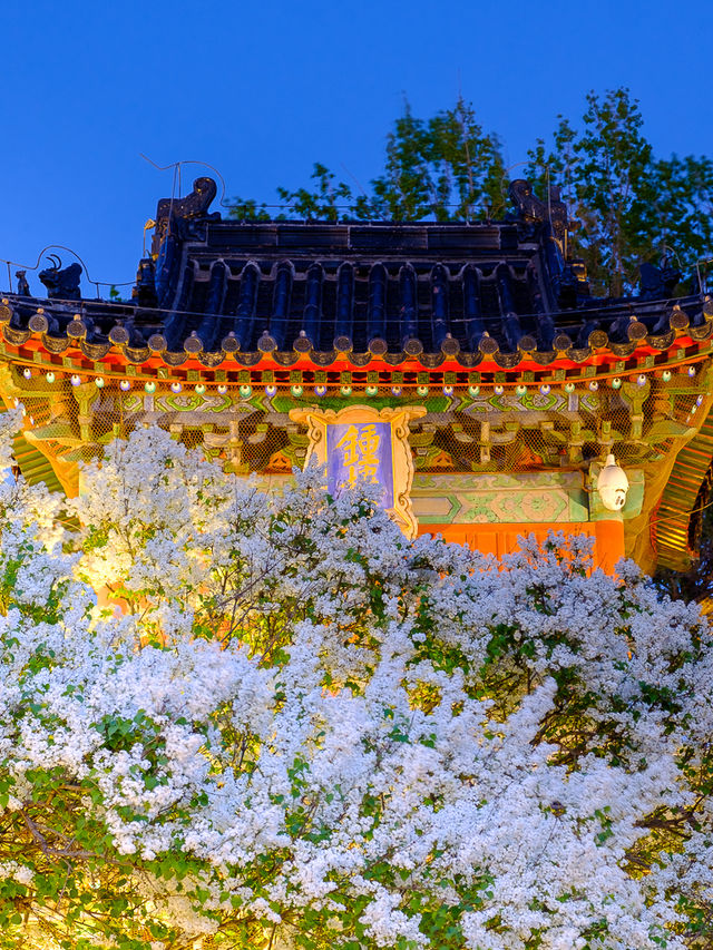 北京春季賞花，智化寺“三白”不容錯過