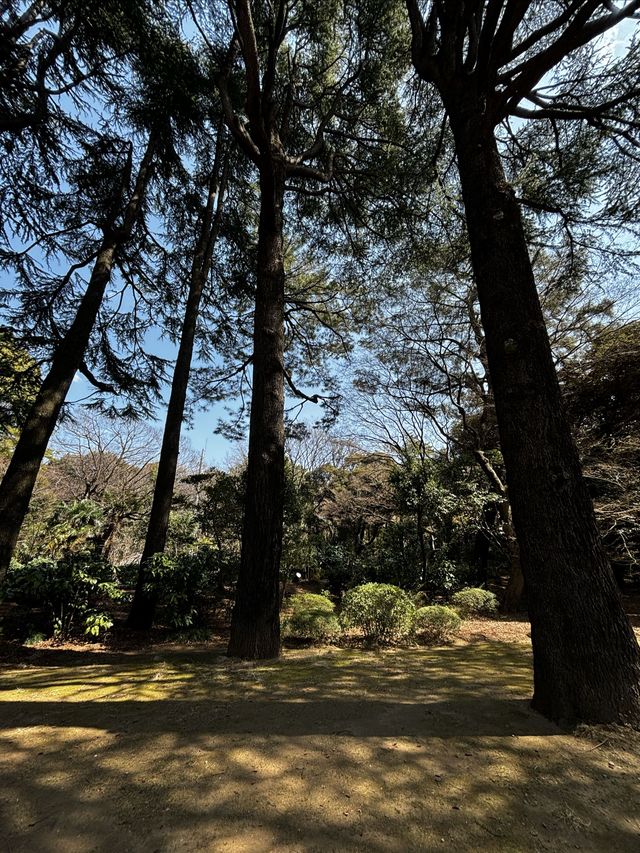 春季~來庭園美術館看看花吧