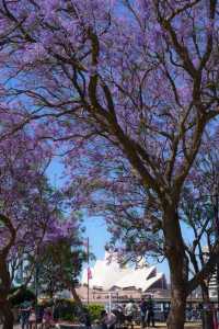 Sydney, it's the season of Jacaranda blooms again!