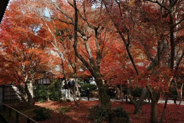 Kyoto To-ji Temple 